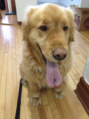 Secours Golden Retriever Rescue Québec